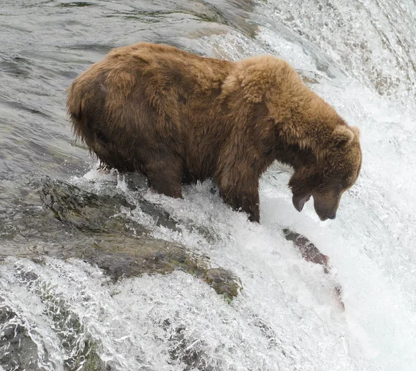 Αλάσκα καφέ αρκούδα — Φωτογραφία Αρχείου