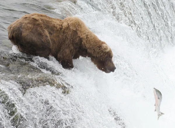 Аляскинський бурий ведмідь — стокове фото