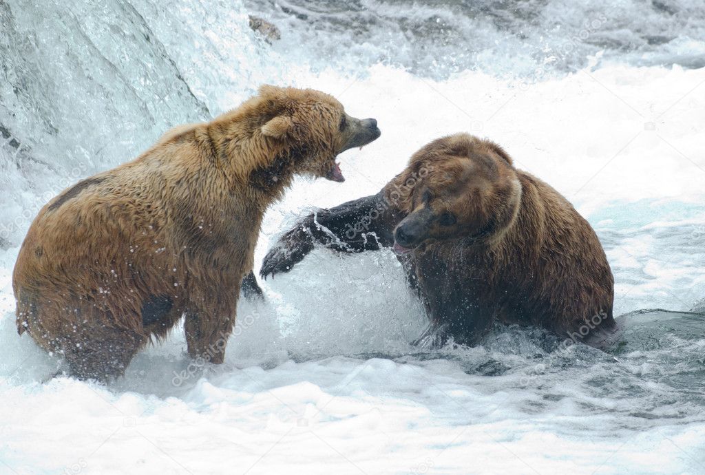 Alaskan brown bears fighting