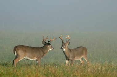 Whitetail deer bucks in a meadow clipart