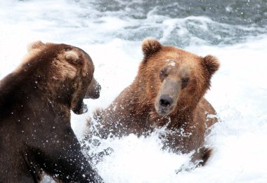 Two large Alaskan brown bears fighting in the water clipart