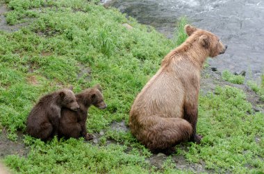 Grizzly bear cubs clipart