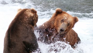 iki büyük Alaska kahverengi su mücadele ayı