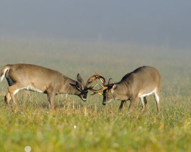 Two whitetail deer bucks sparring clipart