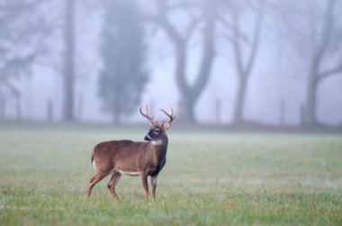 Whitetail buck dudak curl