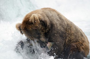 Alaska boz ayı yakalamak somon