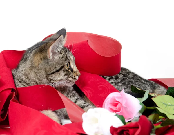 stock image Cute cat and roses