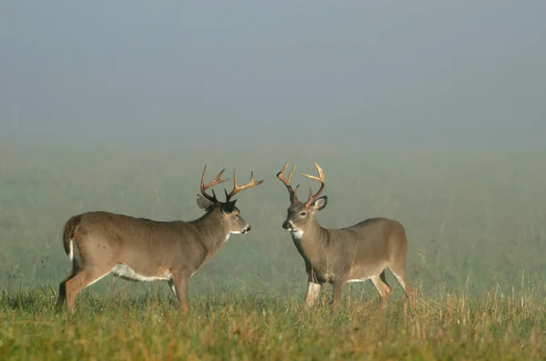 Whitetail cervos dólares em um prado — Fotografia de Stock