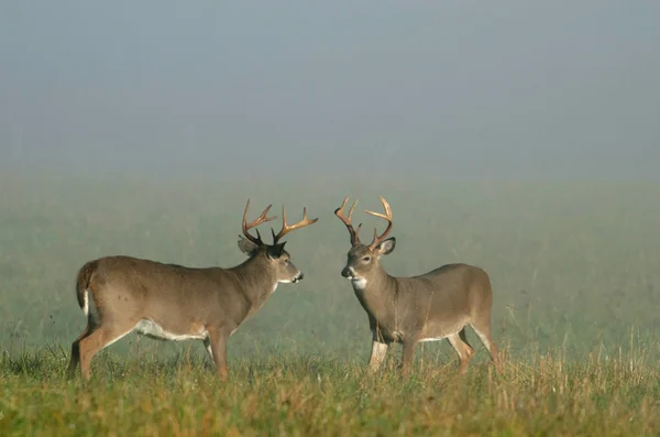 stock image Whitetail deer bucks in a meadow