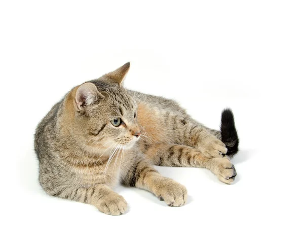 stock image Cute tabby on white background