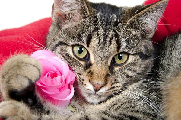 stock image Cute tabby cat with rose