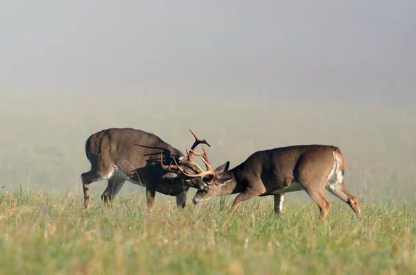 Dois cervos whitetail $sparring — Fotografia de Stock