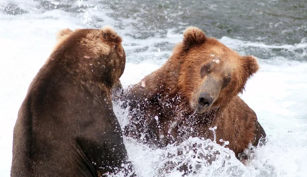 Due grandi orsi bruni dell'Alaska che combattono in acqua — Foto Stock