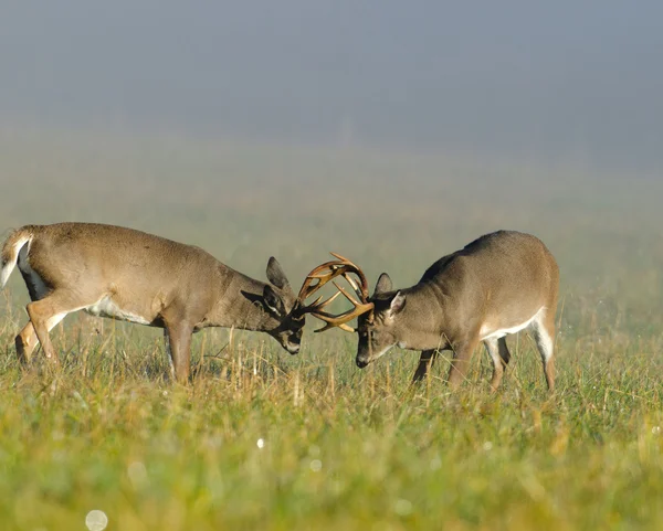 Fikir tartışması 2 whitetail geyik dolar — Stok fotoğraf