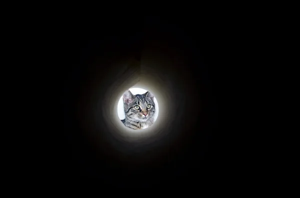 엿보기 구멍에 귀여운 줄무늬 고양이 — 스톡 사진