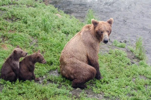 Filhotes de urso pardo — Fotografia de Stock