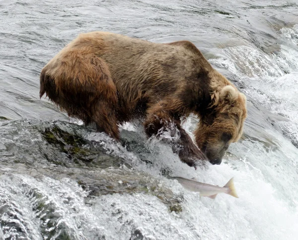 Alaszkai barna medve — Stock Fotó