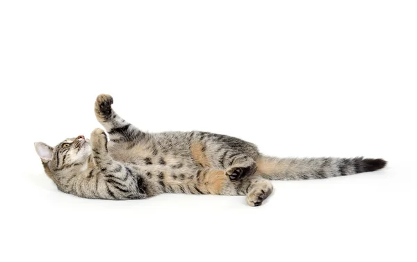 Cute tabby cat on white — Stock Photo, Image