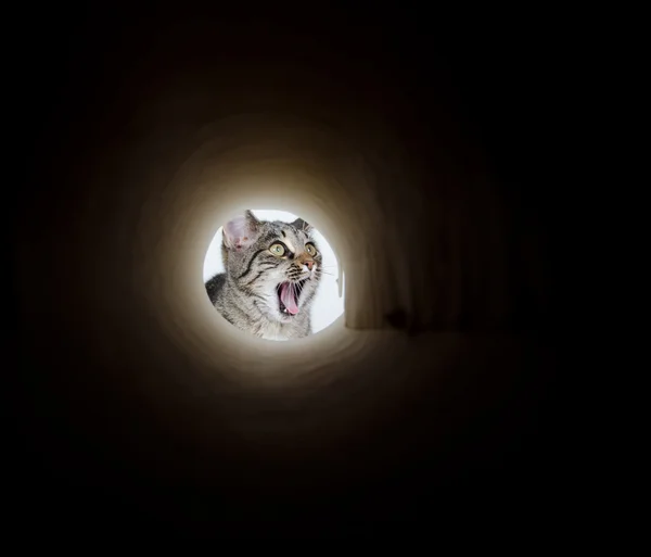 stock image Cute tabby cat peeking in hole