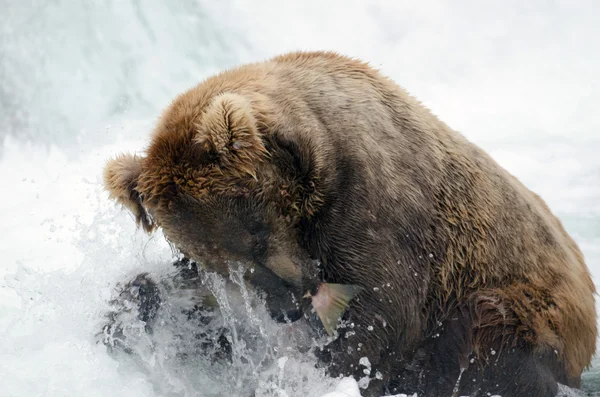 Alaskan brown bear catching salmon — Stock Photo, Image