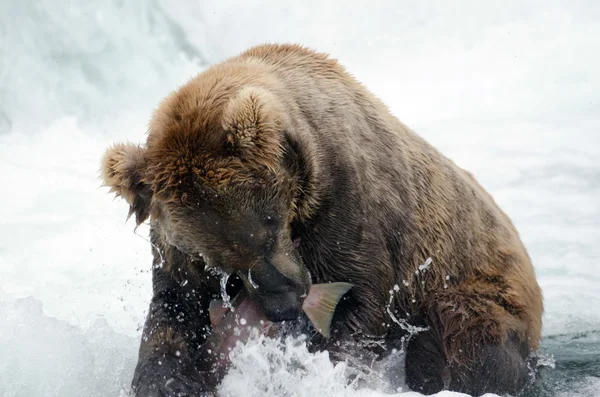 Alaskan oso pardo captura de salmón — Foto de Stock