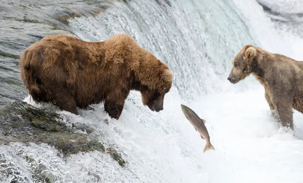 阿拉斯加棕熊 — 图库照片