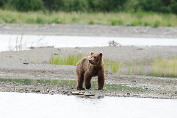 Alaskan bruine beer wandelen langs de kust — Stockfoto