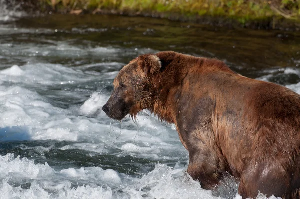 Alasca pesca urso pardo para salmão — Fotografia de Stock