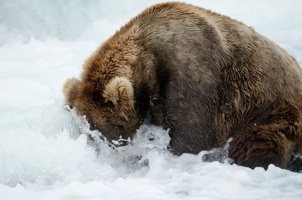 Аляскинский бурый медведь ловит лосося — стоковое фото