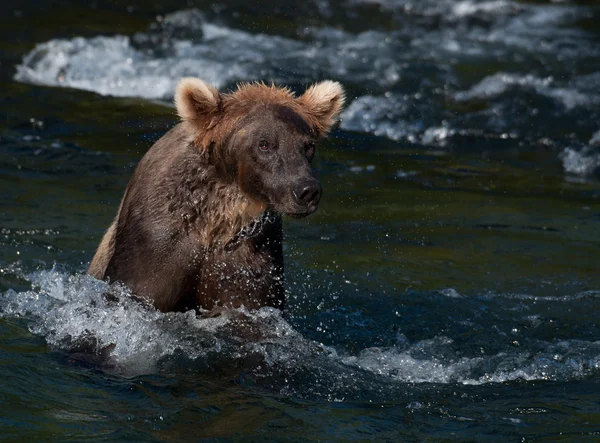 stock image Alaskan brown bear fishing for salmon