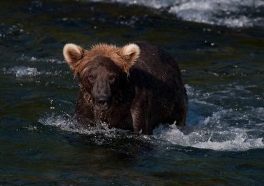 Somon için Alaska boz ayı balıkçılık