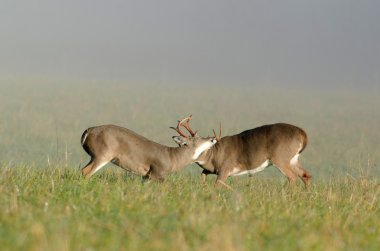 Two whitetail deer bucks sparring clipart