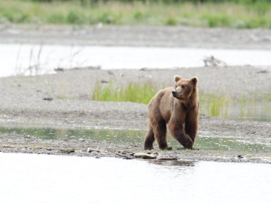 Alaska boz ayı kıyı yürüyüş