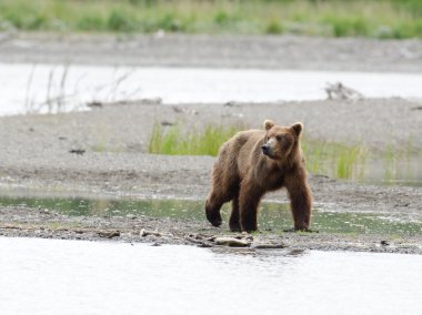 Alaska boz ayı kıyı yürüyüş