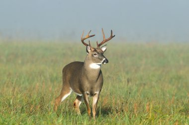 sisli bir alanda Whitetail Geyik buck