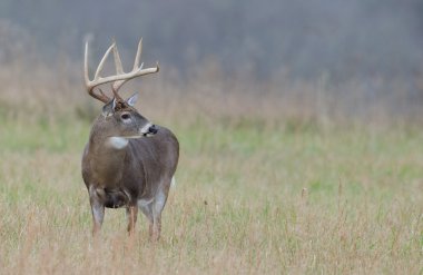 sisli bir alanda Whitetail Geyik buck