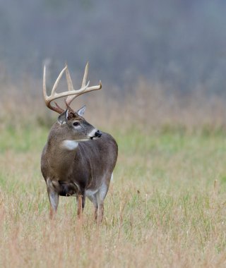 sisli bir alanda Whitetail Geyik buck