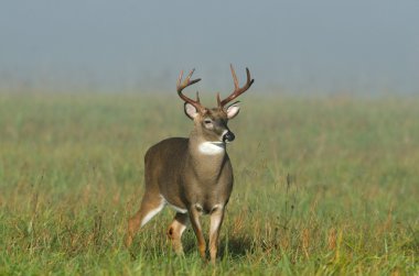 sisli bir alanda Whitetail Geyik buck