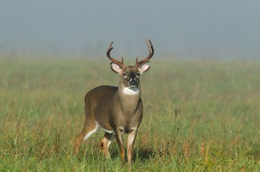 Whitetail deer buck in a foggy field clipart