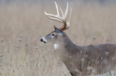 sisli bir alanda Whitetail Geyik buck