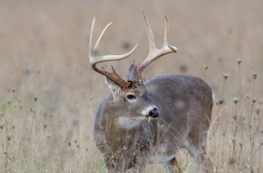 sisli bir alanda Whitetail Geyik buck