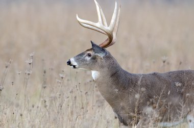 sisli bir alanda Whitetail Geyik buck