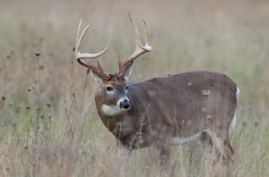 sisli bir alanda Whitetail Geyik buck