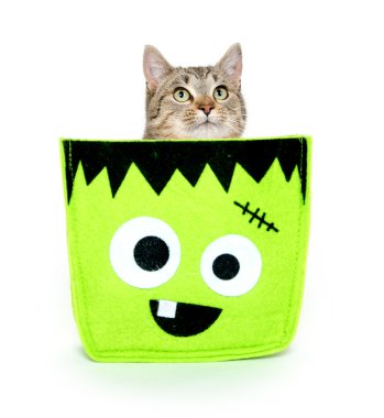 Cute cat in Halloween bag clipart