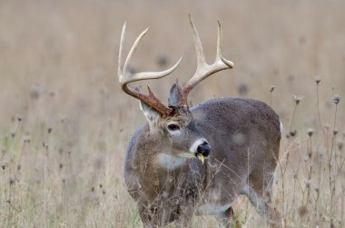 sisli bir alanda Whitetail Geyik buck