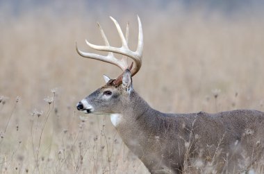 sisli bir alanda Whitetail Geyik buck