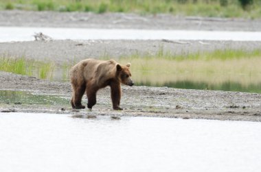 Alaska boz ayı kıyı yürüyüş