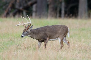 sisli bir alanda Whitetail Geyik buck