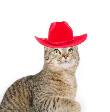 kırmızı şapka ile sevimli tekir kedi
