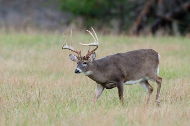 sisli bir alanda Whitetail Geyik buck